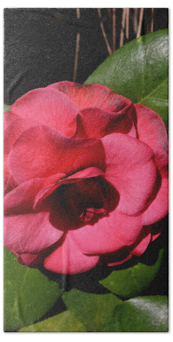Camellia Bloom Bath Towel featuring the photograph Camellia Bloom by Warren Thompson