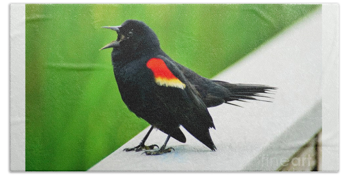 Red Winged Blackbird Bath Towel featuring the photograph Can You Hear Me Now by Merle Grenz