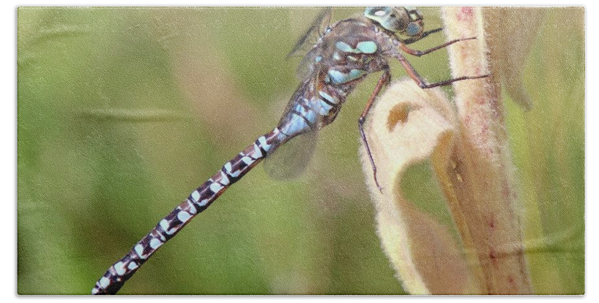 Aeshna Canadensis Hand Towel featuring the photograph Canada Darner by David Pickett
