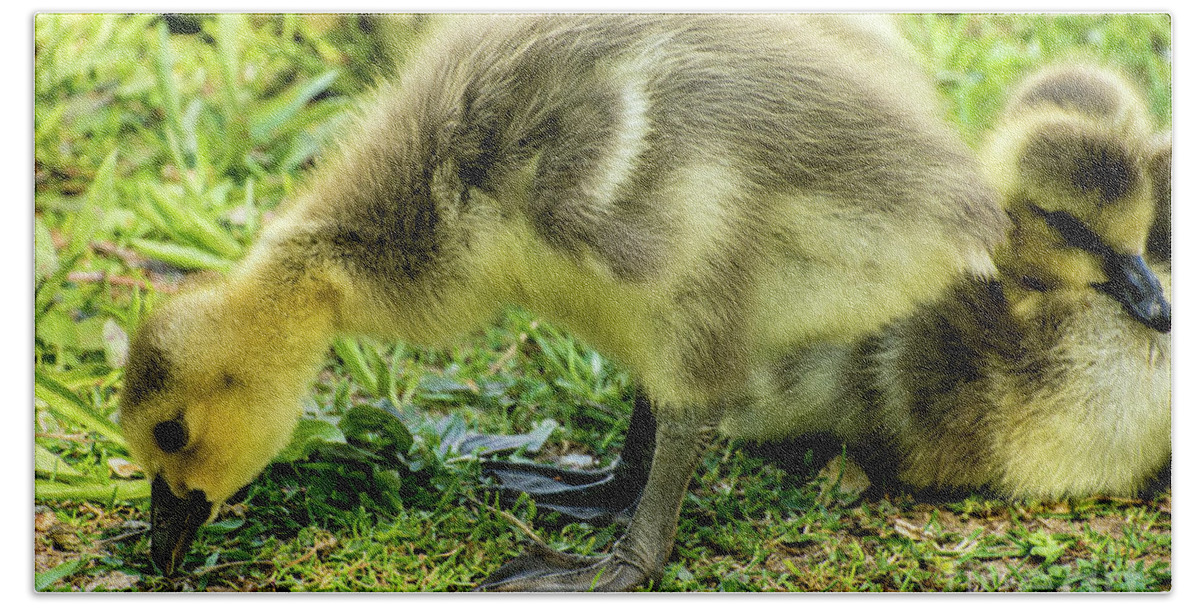 Canada Goose Bath Towel featuring the photograph Canada Goose Gosling by Gary Whitton