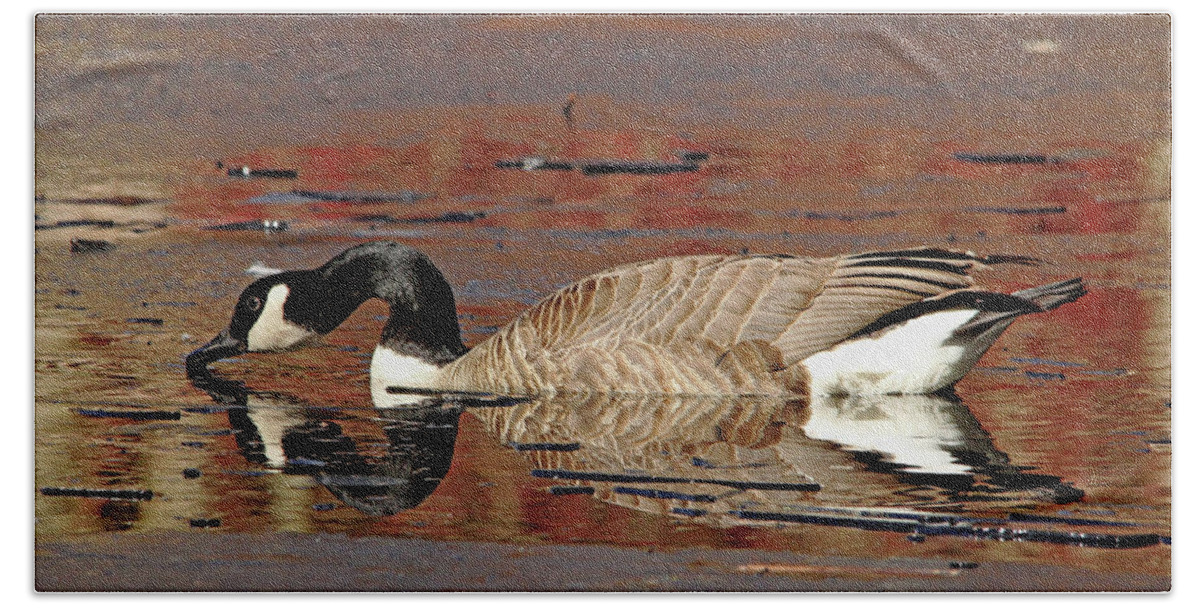 Canada Goose Bath Towel featuring the photograph Canada Goose On Icy Pond Early Spring by Debbie Oppermann