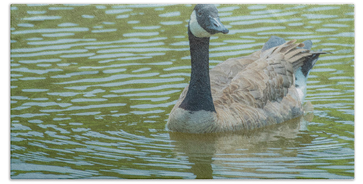 Wildlife Hand Towel featuring the photograph Canadian Goose img 1 by Bruce Pritchett