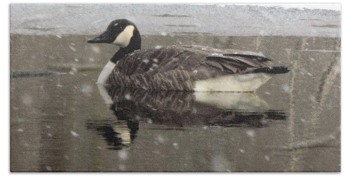 Canadian Goose Bath Towel featuring the photograph Canadian Goose in Michigan by Belinda Cox