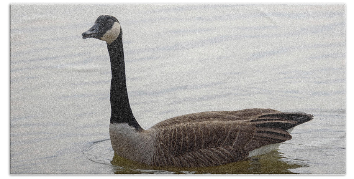 Goose Bath Towel featuring the photograph Canadian Goose by Holden The Moment