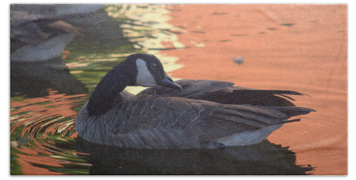 Goose Hand Towel featuring the photograph Canadian Goose on Sunset Reflection Pond by Lori Seaman