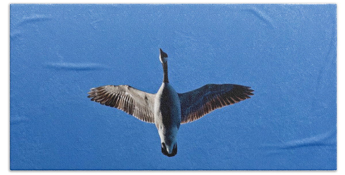 Canadian Hand Towel featuring the photograph Candian Goose in Flight 1648 by Michael Peychich