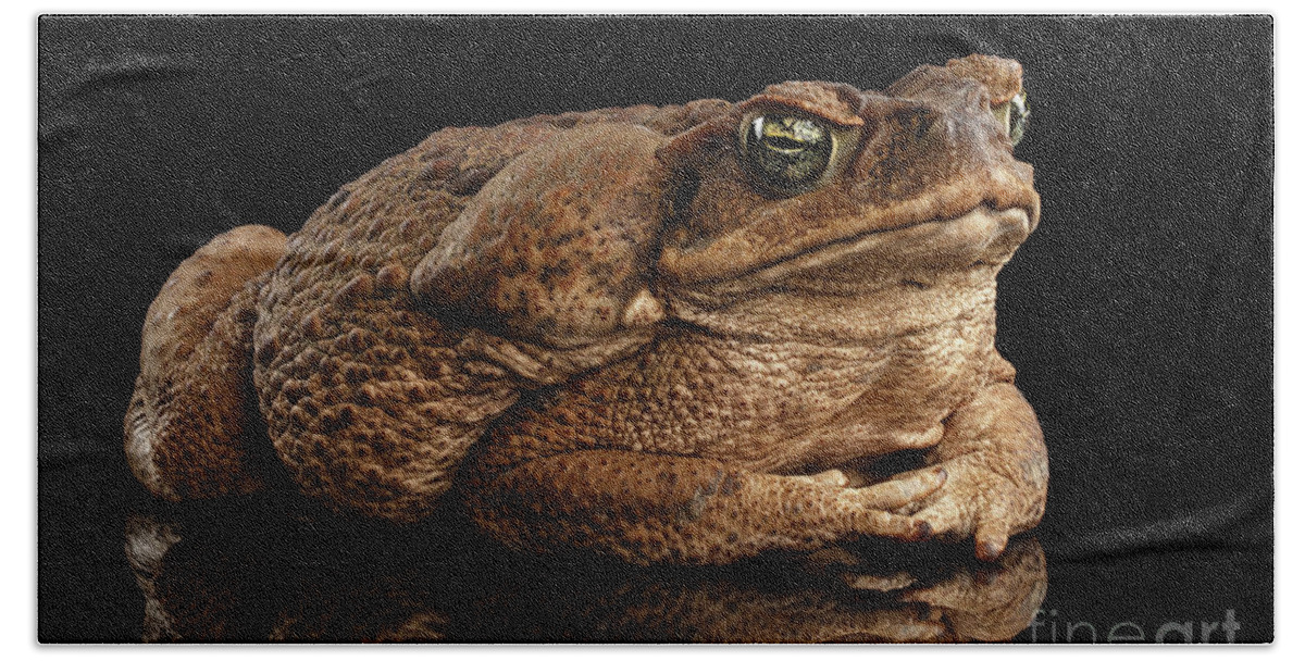 Toad Hand Towel featuring the photograph Cane Toad - Bufo marinus, giant neotropical or marine toad Isolated on Black Background by Sergey Taran