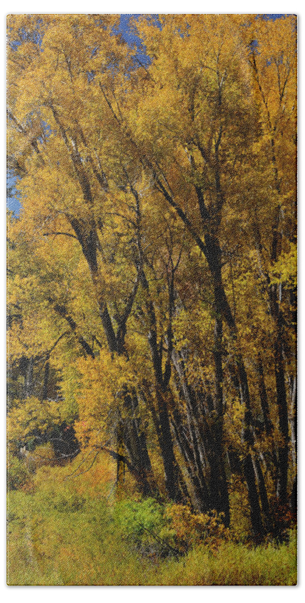 Landscape Bath Towel featuring the photograph Canyon Cottonwoods by Ron Cline