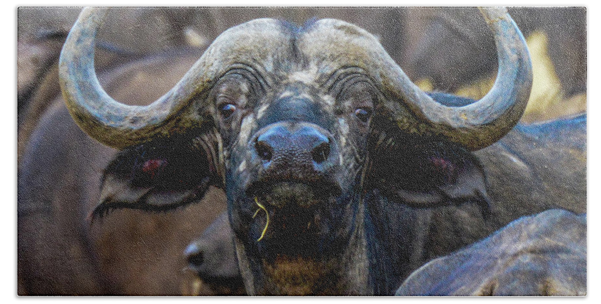 Africa Hand Towel featuring the photograph Cape Buffalo by Marilyn Burton
