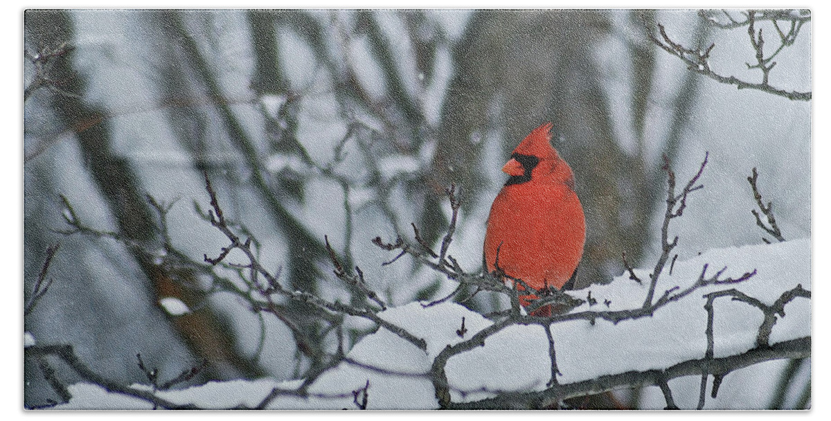 Cardinal Hand Towel featuring the photograph Cardinal and snow by Michael Peychich