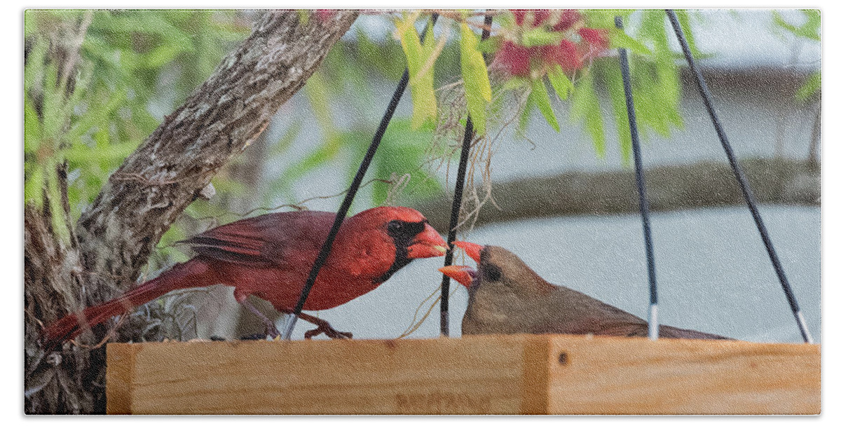 Birds Hand Towel featuring the photograph Cardinal Feeding by Norman Peay