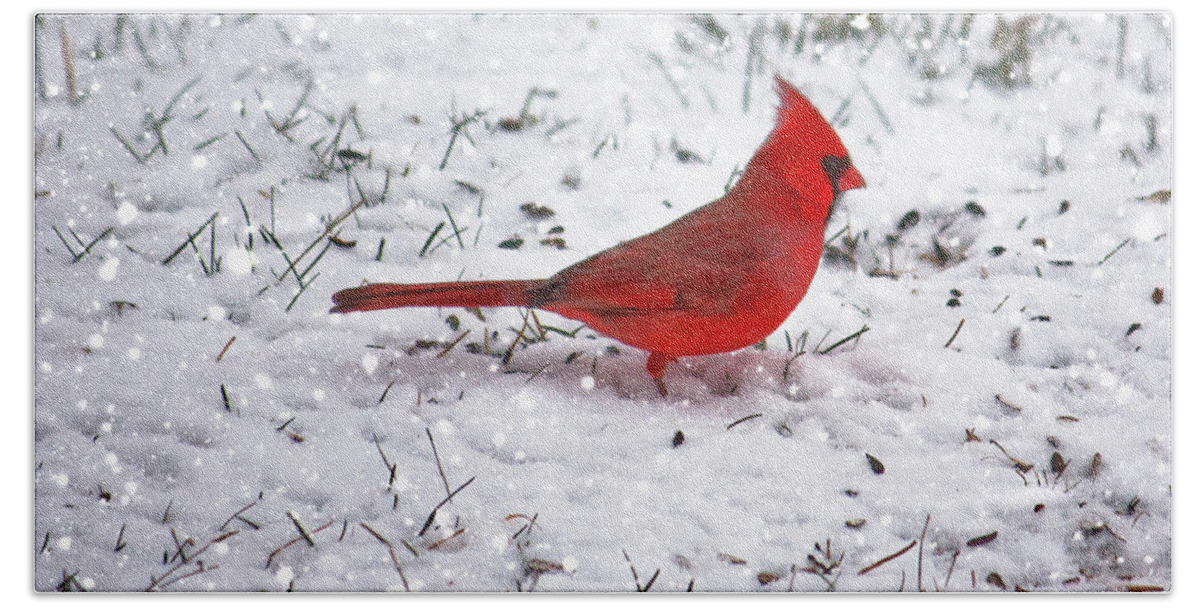 Bird Hand Towel featuring the photograph Cardinal in the snow by Suzanne Stout