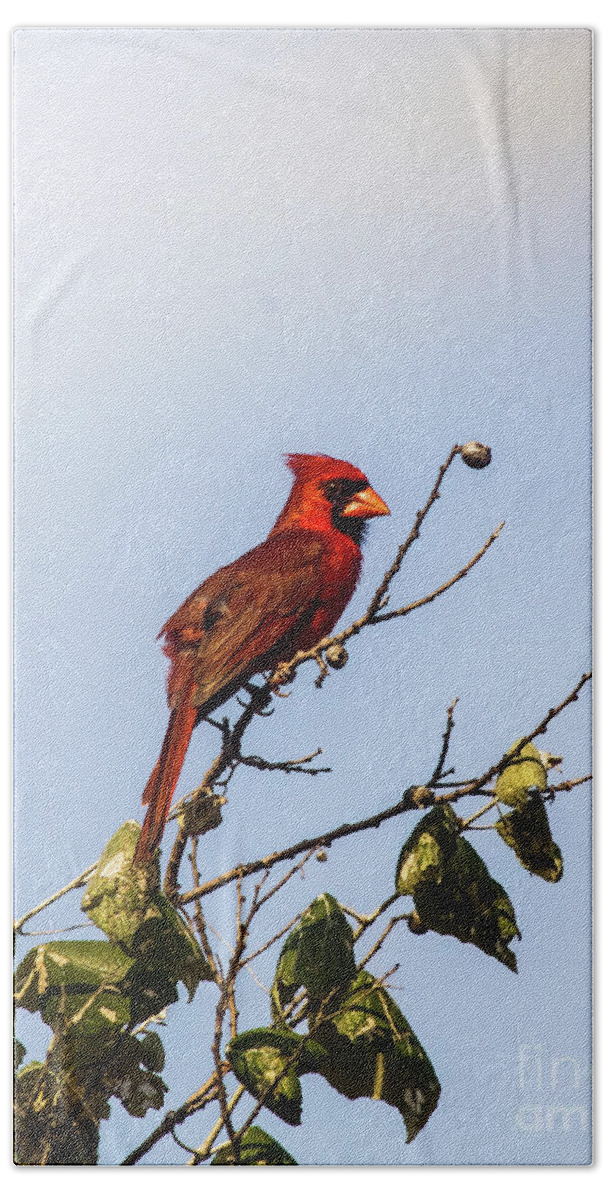 Animal Hand Towel featuring the photograph Cardinal On Treetop by Robert Frederick