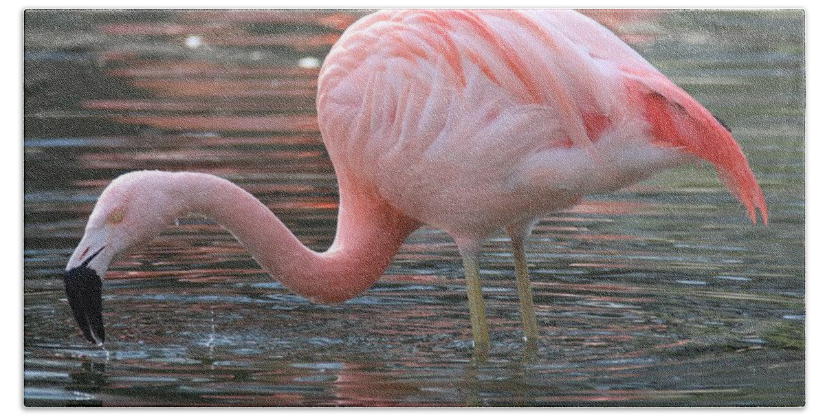 Flamingo Hand Towel featuring the photograph Caribbean Coral Colors by Living Color Photography Lorraine Lynch