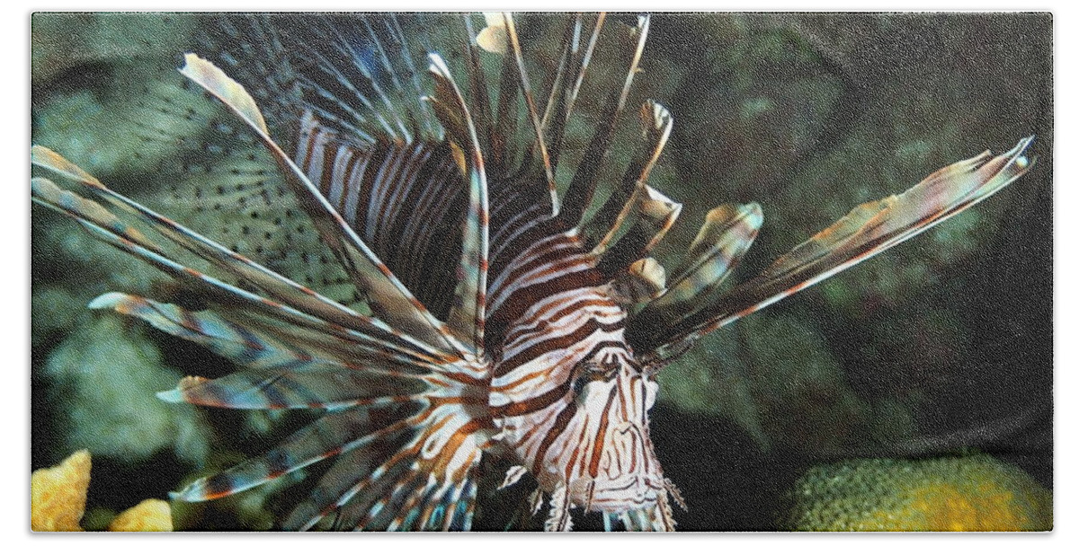 Lionfish Hand Towel featuring the photograph Caribbean Lion Fish by Amy McDaniel