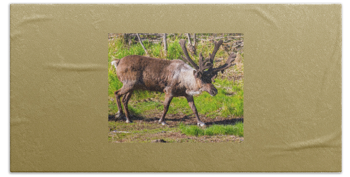 Caribou Bath Towel featuring the photograph Caribou Antlers in Velvet by Allan Levin
