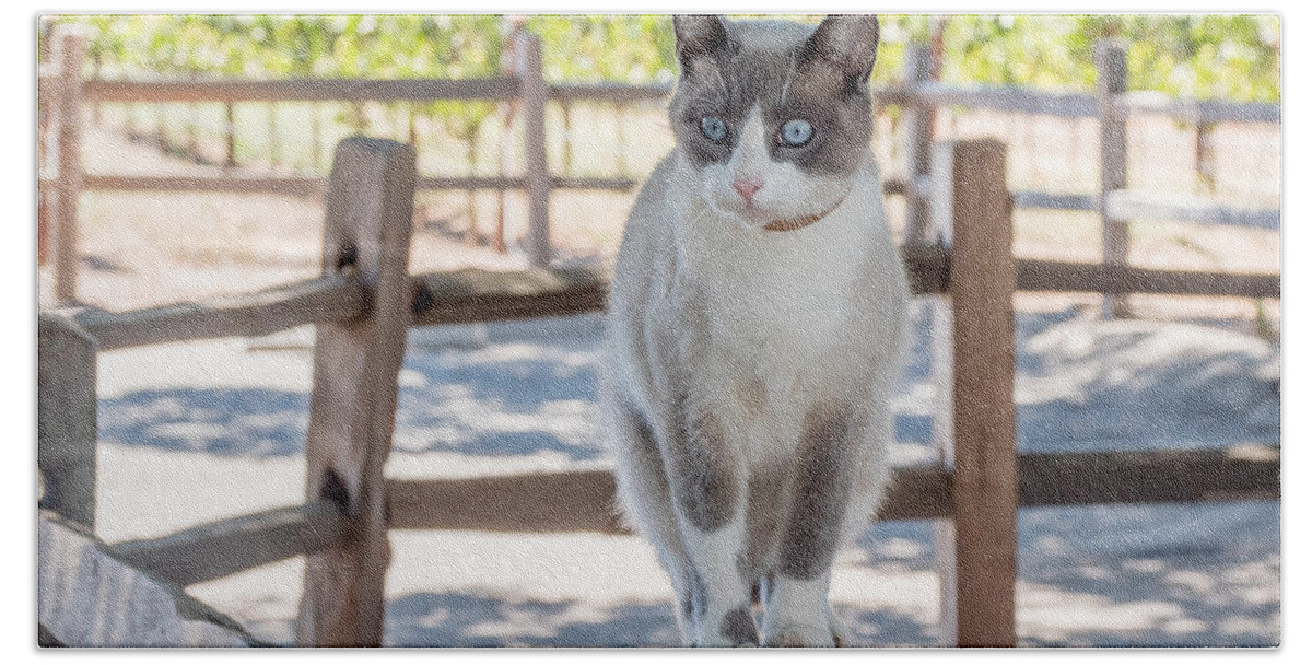 Cat Bath Towel featuring the photograph Cat on a Wooden Fence Post by Derek Dean