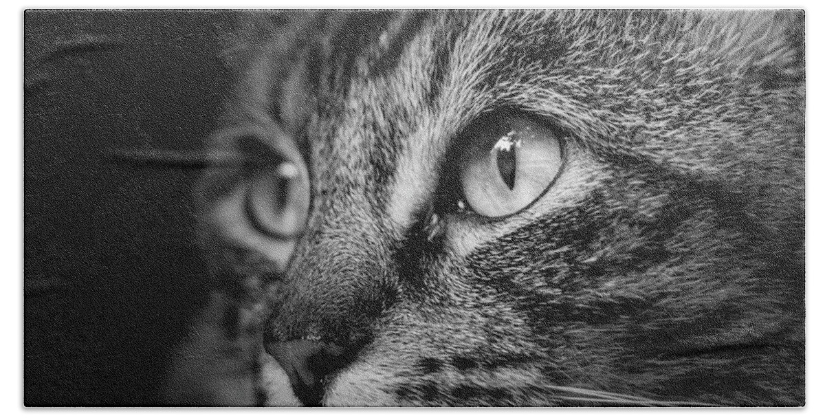 Cat Bath Towel featuring the photograph Cat Stare BW by Rick Deacon