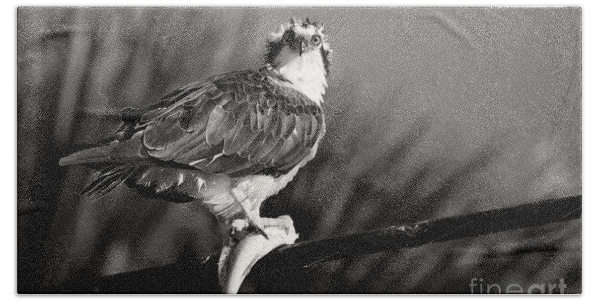 Osprey Bath Towel featuring the photograph Catch of the Day by Douglas Barnard