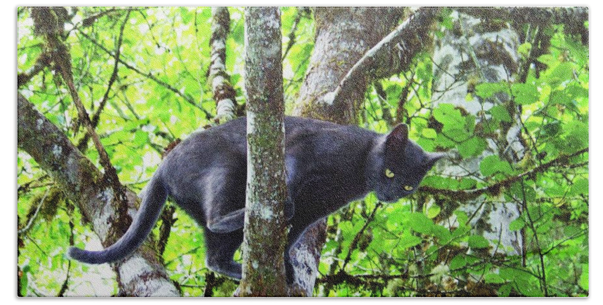 Cat In A Tree With Leaves And Branches Above Bath Towel featuring the photograph Catcrobat by Julie Rauscher