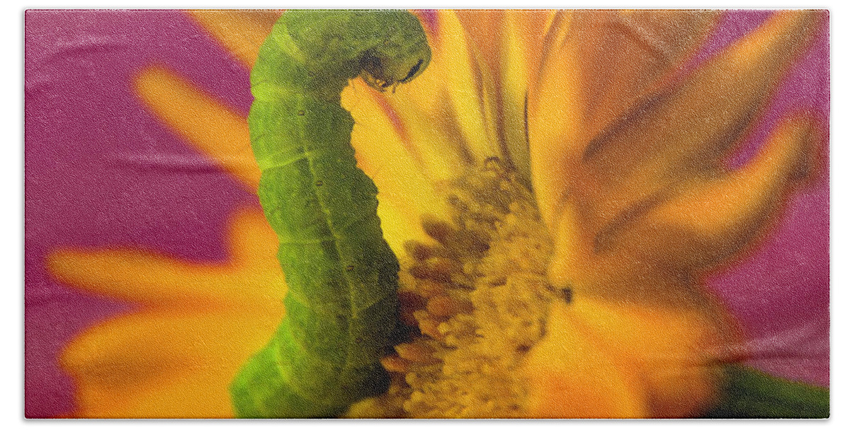 Caterpillar Bath Towel featuring the photograph Caterpillar in Flower by Wolfgang Stocker