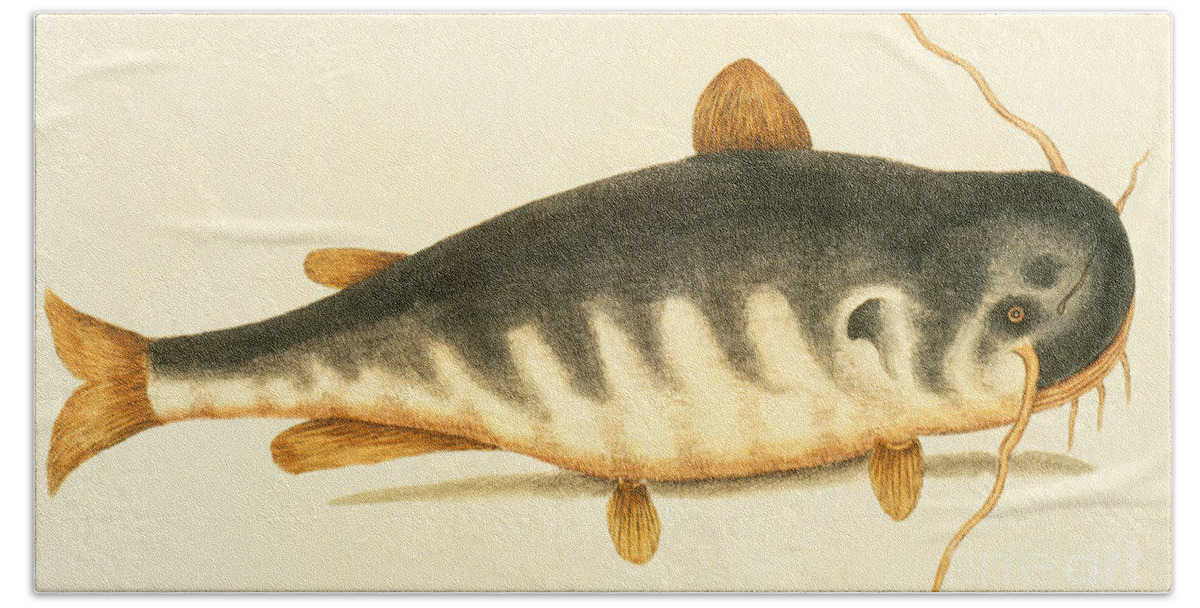 Catfish Bath Towel featuring the painting Catfish by Mark Catesby
