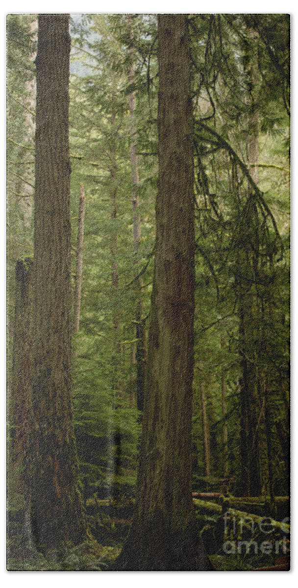 Cathedral Grove Hand Towel featuring the photograph Cathedral Grove by Donna L Munro