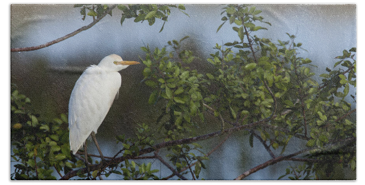 Cattle Bath Towel featuring the photograph Cattle Egret in the morning light by David Watkins
