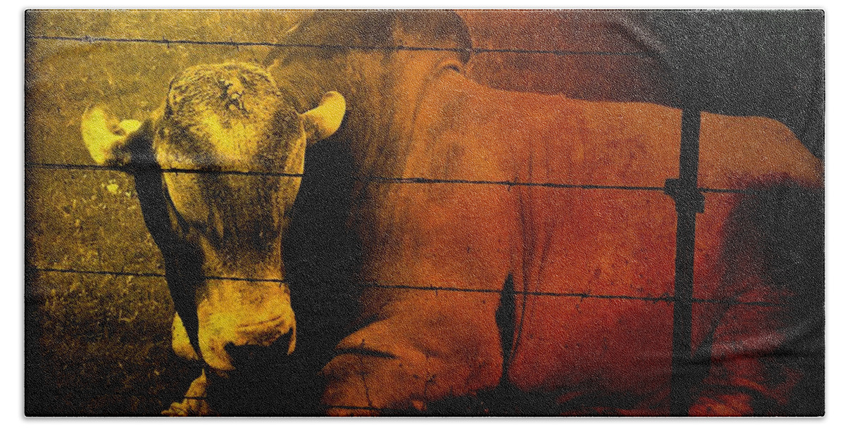 Cow Bath Towel featuring the photograph Cattle in Sunny Texas by Marisela Mungia