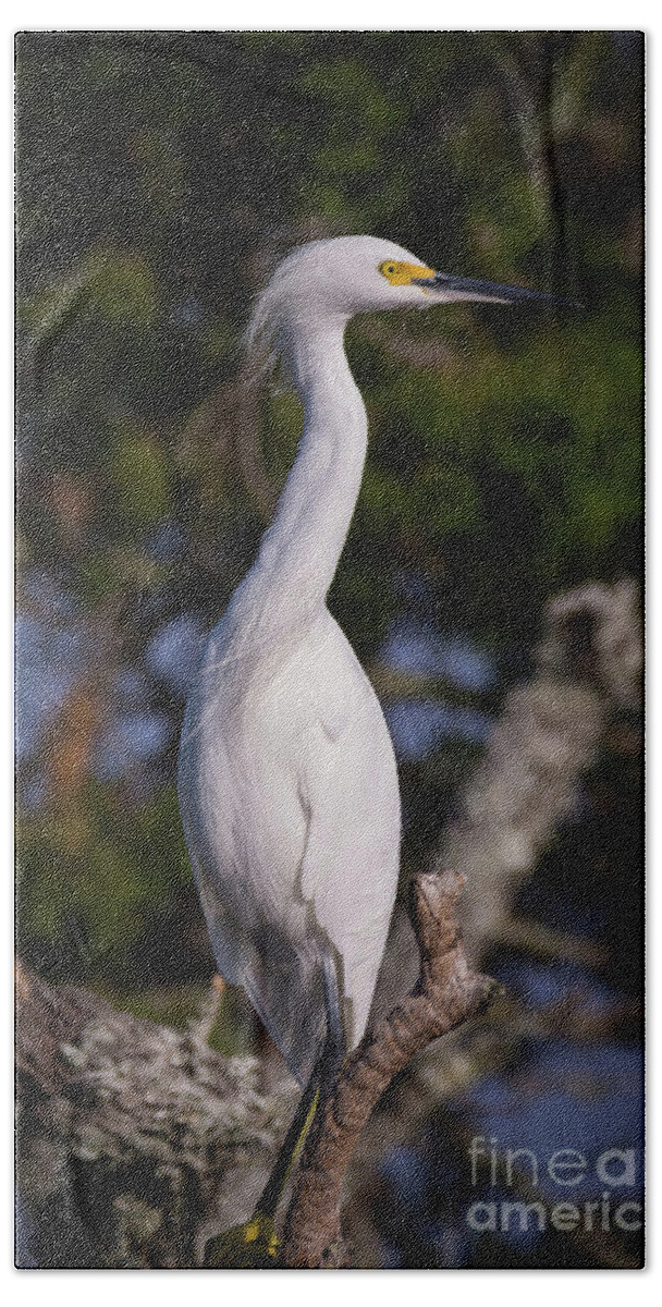 Egrets Bath Towel featuring the photograph Cautious Snowy Egret by DB Hayes