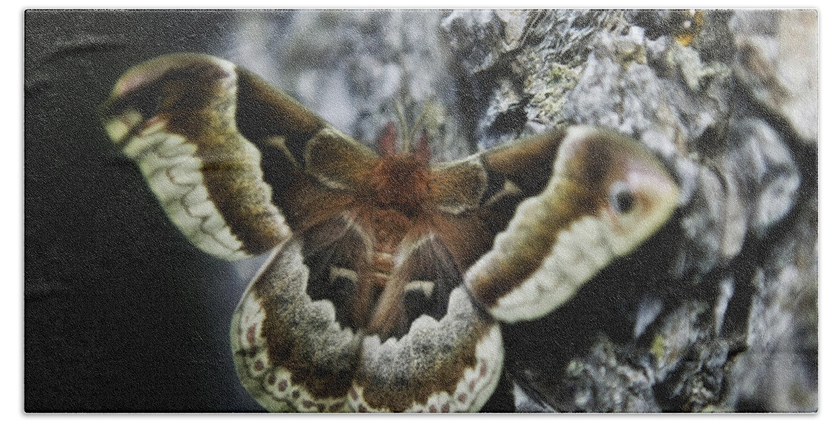 Cecropia Moth Hand Towel featuring the photograph Cecropia Moth by Gary Shepard