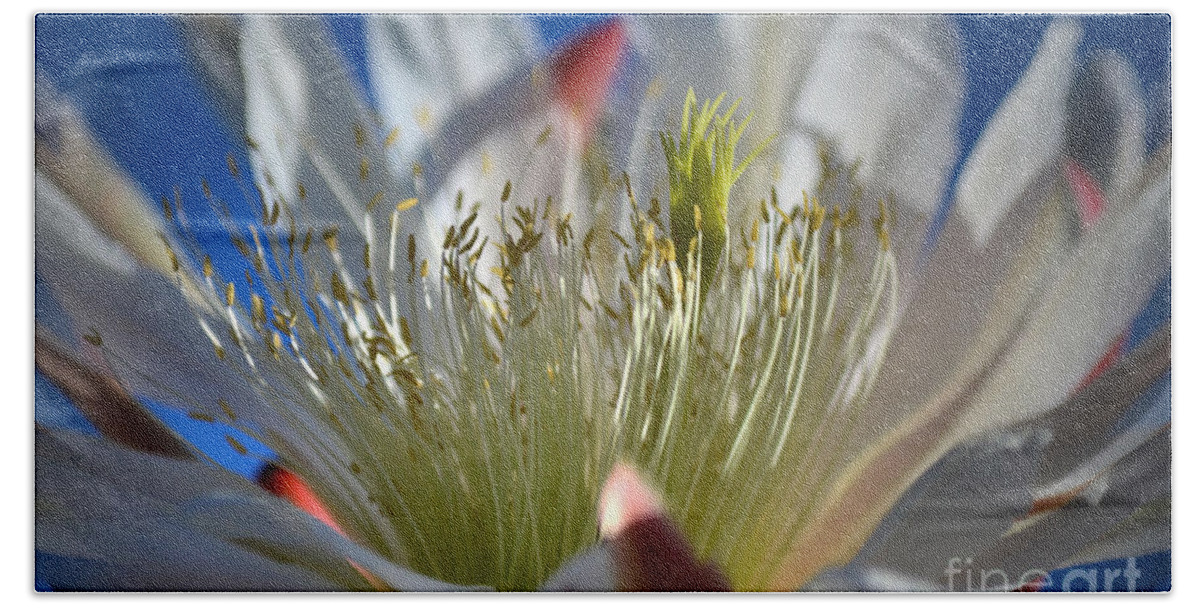 Cereus Cactus Bath Towel featuring the photograph Cereus in the Sun by Deb Halloran