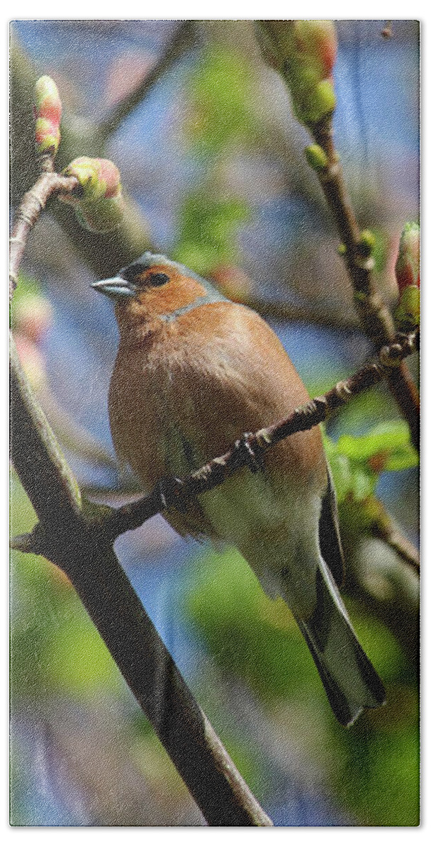 Fringilla Coelebs Bath Towel featuring the photograph Chaffinch Tree Shoots Donegal by Eddie Barron