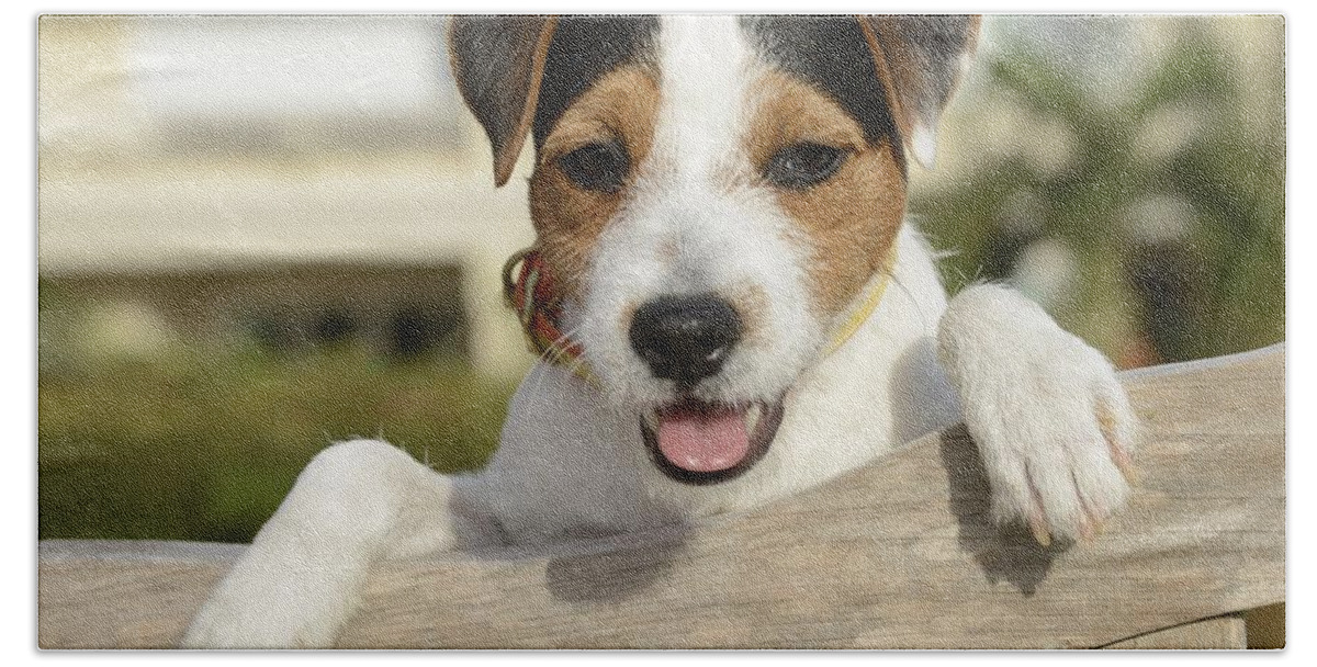 Jack Russel Terrier Hand Towel featuring the photograph Chance 2 by Jan Daniels