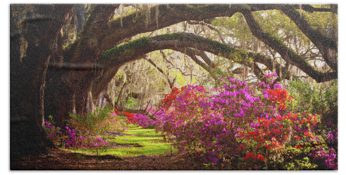 South Bath Sheet featuring the photograph Charleston SC Magnolia Plantation Gardens - Memory Lane by Dave Allen