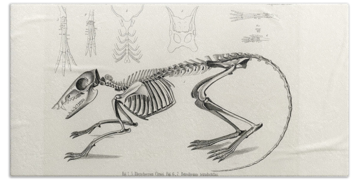 Osteology Hand Towel featuring the drawing Checkered Elephant Shrew skeleton by W Wagenschreiber