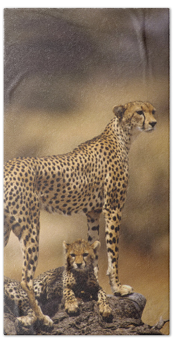 Mp Bath Towel featuring the photograph Cheetah Acinonyx Jubatus Mother With by Gerry Ellis