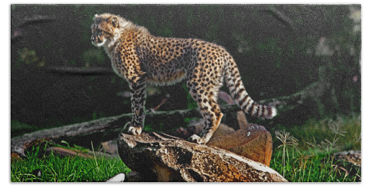 #cheetah Bath Towel featuring the photograph Cheetah cub finds her pride rock by Miroslava Jurcik