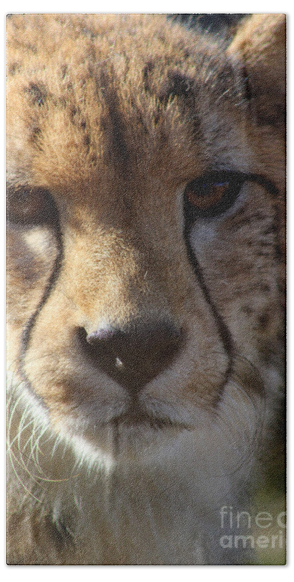 Cheetah Bath Towel featuring the photograph Cheetah by Karen Adams