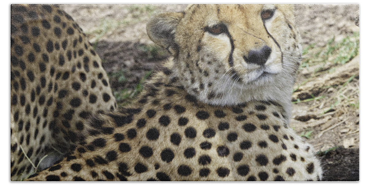 Africa Bath Towel featuring the photograph Cheetahs Resting by Perla Copernik