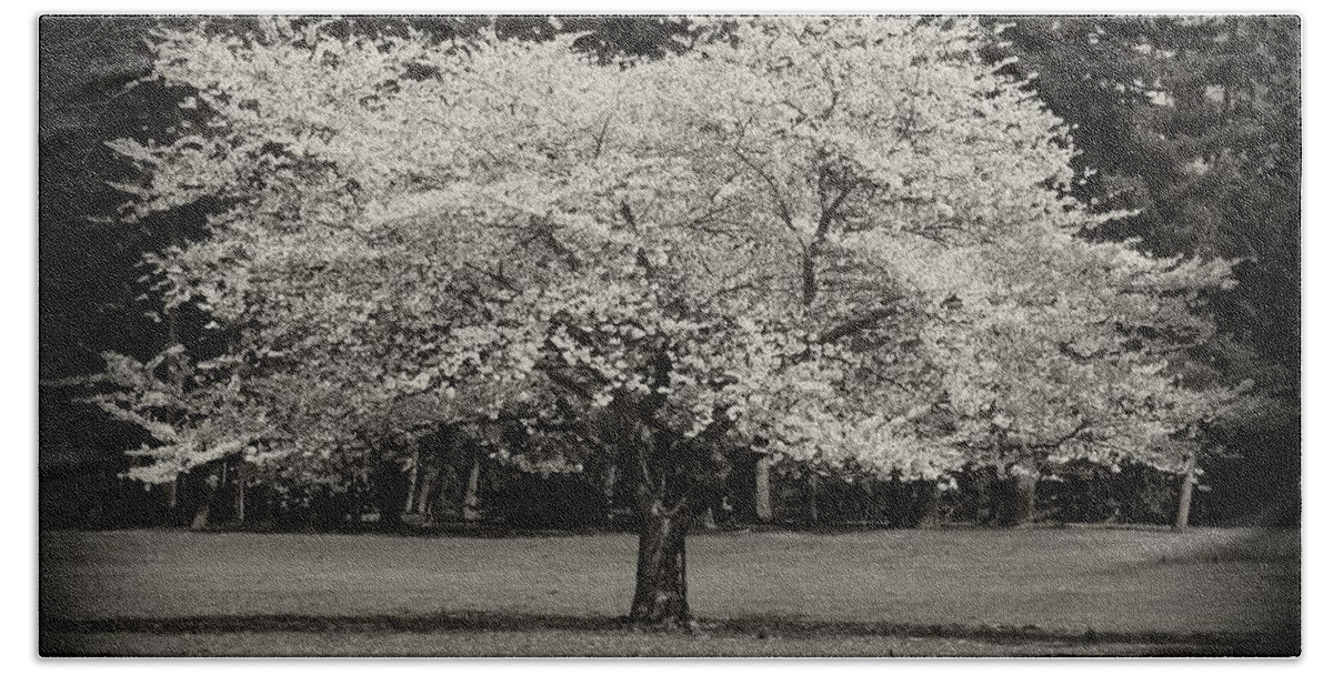 Cherry Blossom Trees Bath Sheet featuring the photograph Cherry Blossom Tree - Ocean County Park by Angie Tirado
