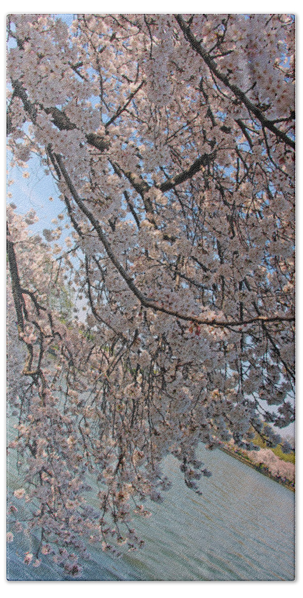 Cherry Blossoms Bath Towel featuring the photograph Cherry Blossoms At An Angel by Cora Wandel