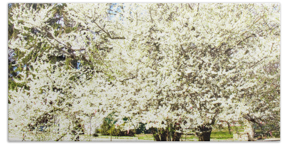 Cherry Bath Towel featuring the photograph Cherry trees in blossom by Irina Afonskaya