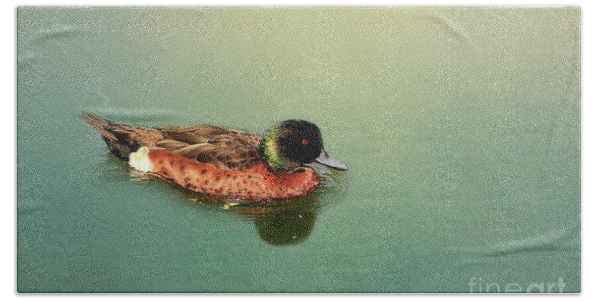 Chestnut Teal Hand Towel featuring the photograph Chestnut Teal Swimming by Eva Lechner