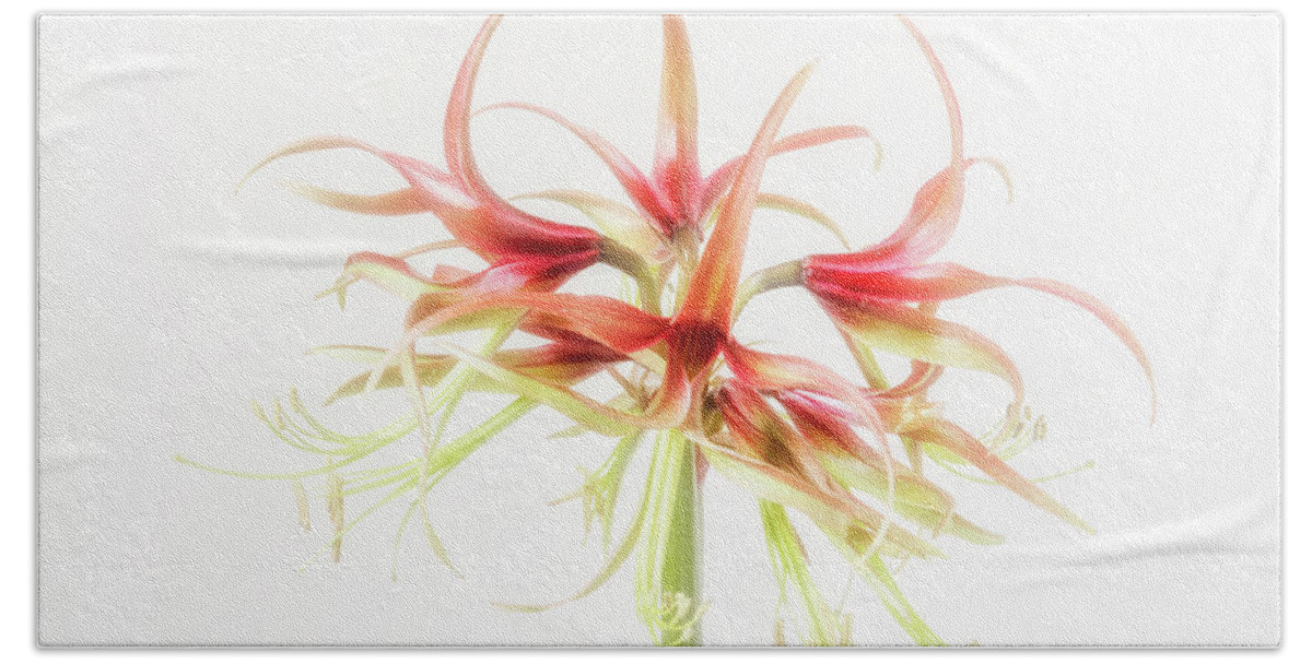 High Key Bath Towel featuring the photograph Chic is another Cybister Amaryllis. by Usha Peddamatham