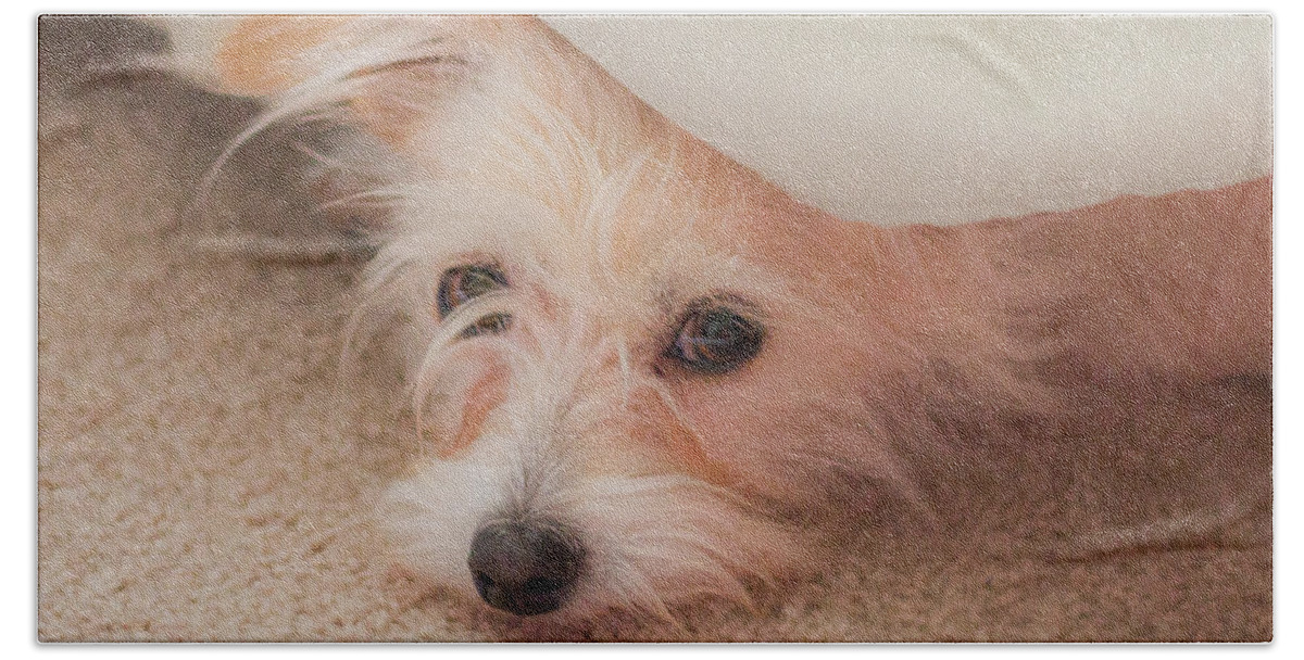 Rescue Dog Hand Towel featuring the photograph Chica in Hiding by E Faithe Lester