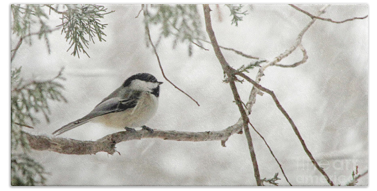 Chickadee Hand Towel featuring the photograph Chicadee in a Snow Storm by Paula Guttilla
