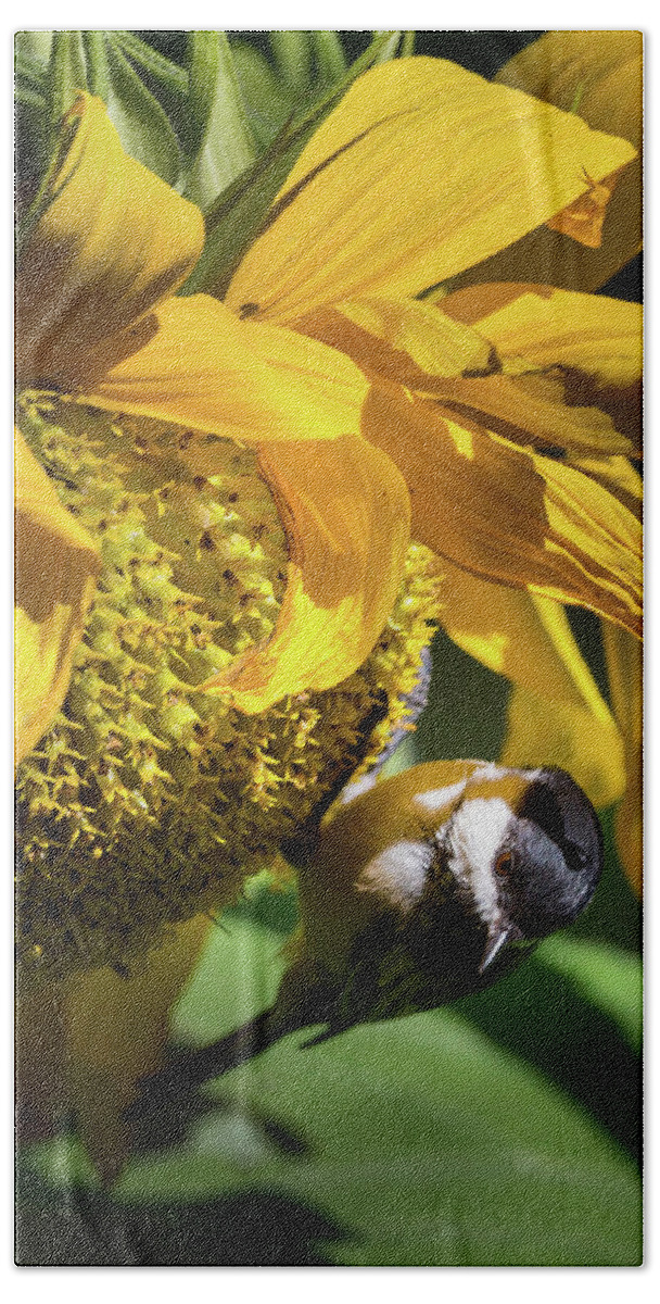 Summer Flower Bath Towel featuring the photograph Chickadee Sunflower by Bill Wakeley