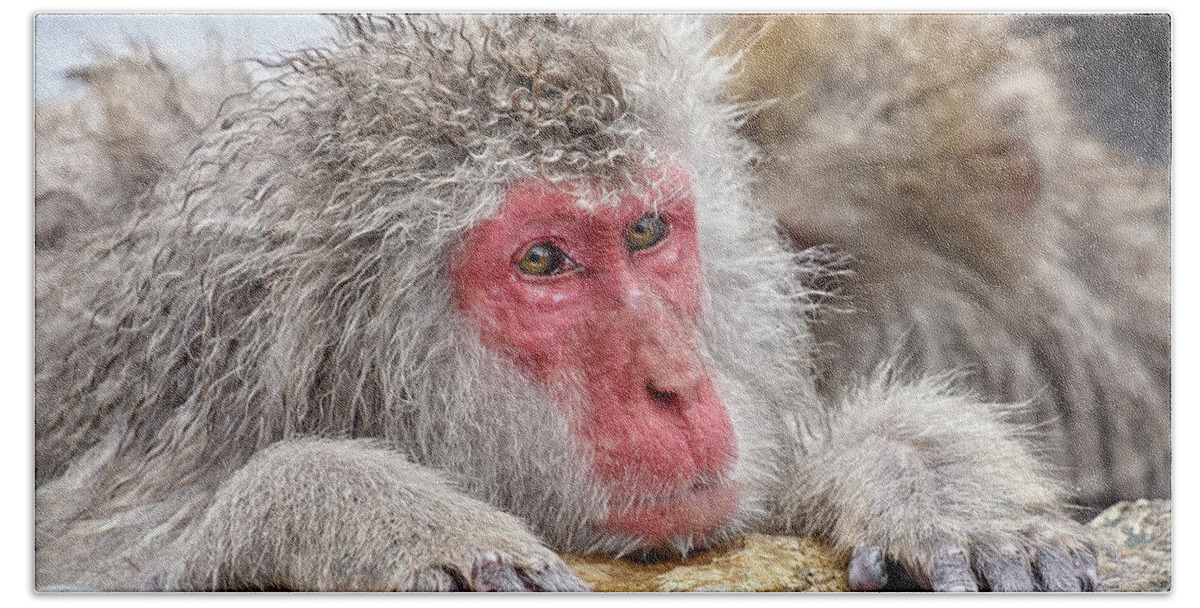 Snow Monkey Hand Towel featuring the photograph Chilling by Kuni Photography