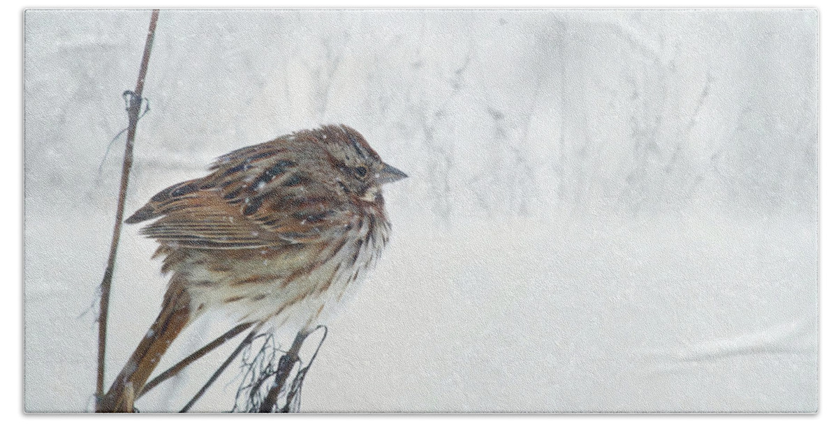 Sparrow Hand Towel featuring the mixed media Chilly Song Sparrow by Lori Deiter